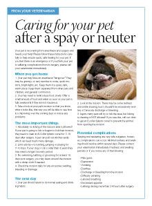 Client handout: Caring for your pet after a spay or neuter