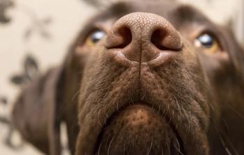 cute dog nose