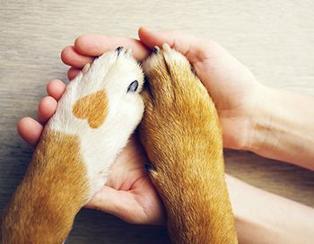 veterinary_paw-hand-main.jpg