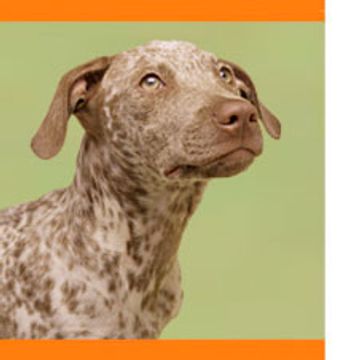veterinary_case7_dog-725674-1384190547213.jpg