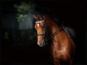 Can Lameness Be Determined By a Horse's Facial Expression?