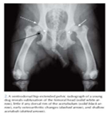 2-xRay-569656-1384531972067.jpg