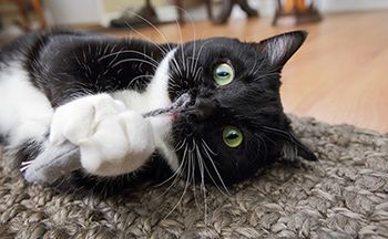 veterinary_catnip_mouse_soupstock_AdobeStock_231434219_450.jpg