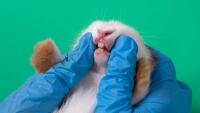Rabbit dentistry