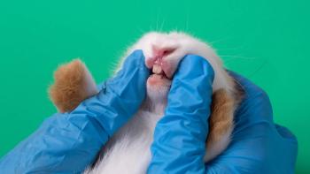 Rabbit dentistry