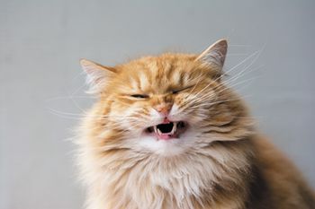veterinary-cat-ginger-laughing-450px-shutterstock-588516377.jpg