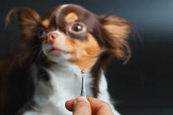Common ticks in the US affecting dogs