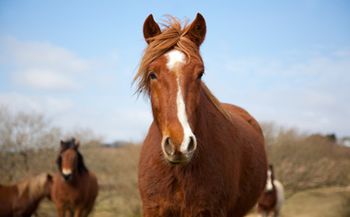 veterinary-horse-chestnut-171583147_450.jpg