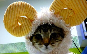 cat_costume.jpg