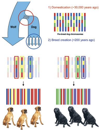 All Genetically Modified Dogs Canine Genome decoded | dvm360