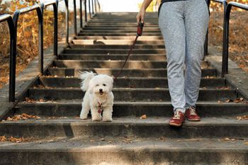 veterinary-woman-walking-dog-450-541604434.jpg