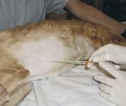 pericardiocentesis_fig2_t-670174-1384318686172.jpg