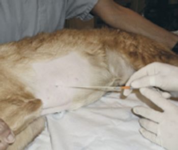 pericardiocentesis_fig2_t-670174-1384318686172.jpg