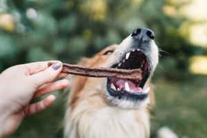 tamaratelkes/Adobe Stock