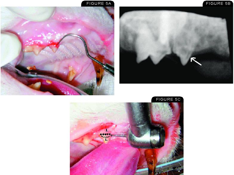Dental Corner How To Detect And Treat Feline Odontoclastic Resorptive Lesions Dvm 360