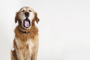 veterinary-dog-big-yawning-450px-shutterstock-101742082.jpg