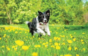 veterinary_border-collie-spring_new_AdobeStock_66647465_450.jpg