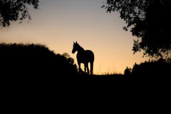 Fungus-contaminated wound product linked to infections in nearly 100 horses, at least 20 euthanized