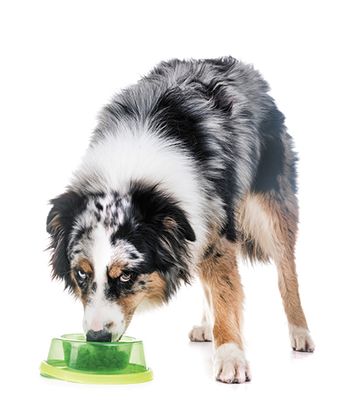 veterinary-dog-australian-shepherd-in-front-of-white-background-450px-shutterstock-1078594727.jpg