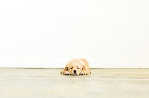 veterinary-dog-jaded-puppy2-450.jpg