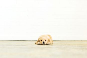 veterinary-dog-jaded-puppy2-450.jpg