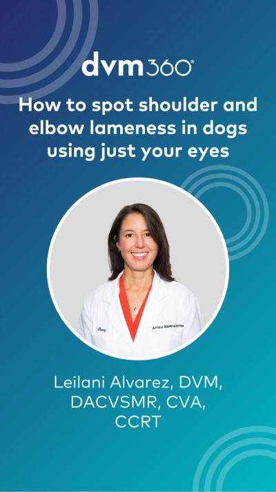 How to spot shoulder and elbow lameness in dogs using just your eyes