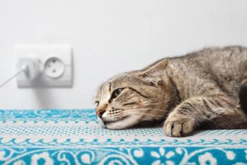Photo: SerPhoto/Adobe Stock