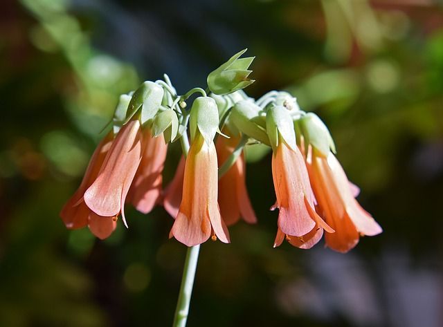 The Poison Potential of Succulents | dvm360