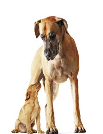 Veterinary_Mother-dog-standing-with-puppy_220px_166273254.jpg