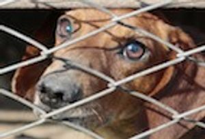 Which States Protect Their Pets the Best?