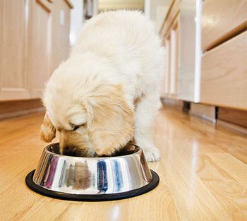 450veterinary_puppy_eating_dvm0911_73347705-copy.jpg