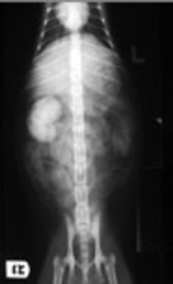 veterinary_urogram_5_2010_t-673419-1384275431859.jpg