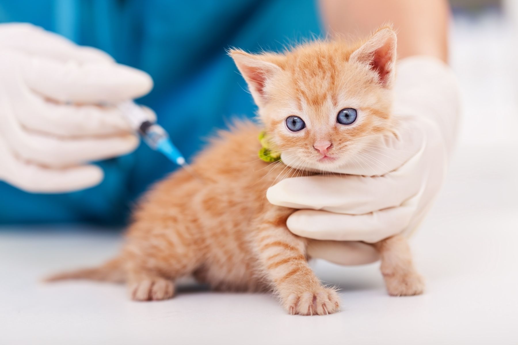 kitten vaccine