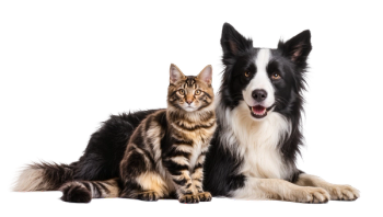 Outpatient surgery  for animals with pyometra provides good outcome for  dogs and cats