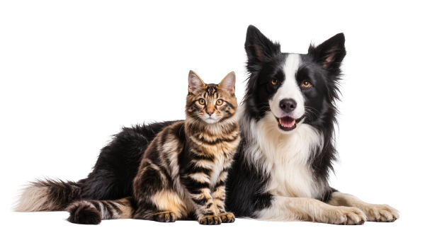 Outpatient surgery for animals with pyometra provides good outcome for dogs and cats