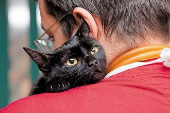 veterinary_cat_closeup_152950050_450.jpg