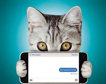 veterinary-kitten-holding-mobile-phone-shutterstock-257967899_V2-body-1.jpg
