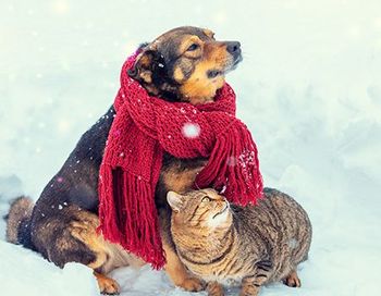 veterianry-cold-dog-and-cat-thumb.jpg