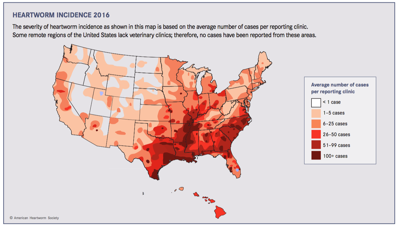 how common is heartworms in dogs