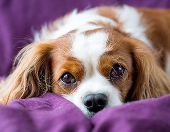 veterinary-Cavalier King Charles spaniel_main.jpg