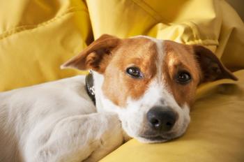 dog lying down.