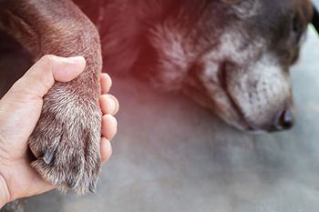 person holding dogs paw
