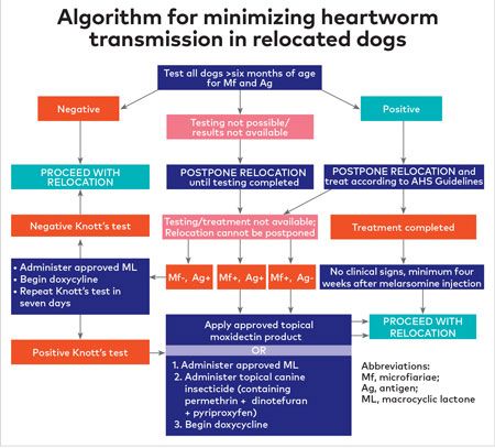 AHS introduces algorithm to minimize heartworm transmission in ...