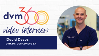 How to effectively manage canine osteoarthritis