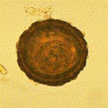 Acaridegg-body.jpg