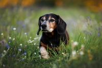 Multiple chronic diseases compound to shorten dogs' lifespans, study finds