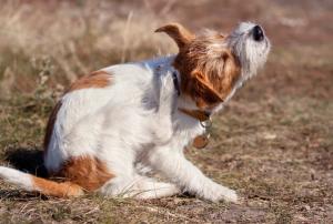 Photo: Reddogs/Adobe Stock