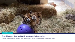 Big cats rescued, a kitten nursery milestone, and more