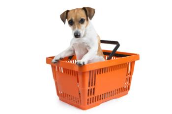 Dog in shopping cart