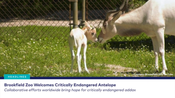 dvm360 Live! with Dr. Adam Christman